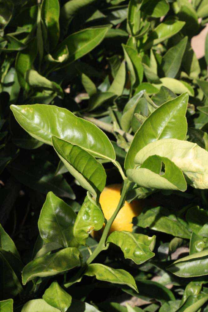            Sun leaves (Riverside, CA)   